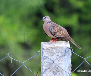 Spotted dove