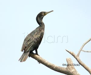 Cormorant 