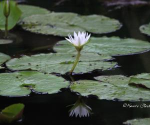 Water lily