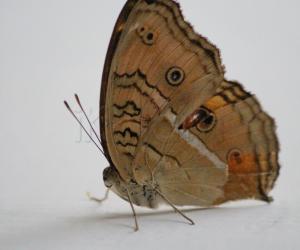 Peacock Pansy butterfly