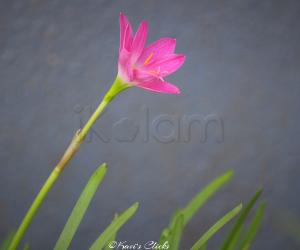 Pink rain lily