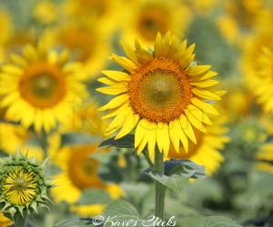 Sunflowers