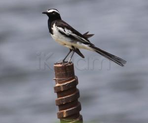 Wagtail