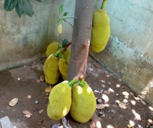 Rangoli: Pallapazham - Jack Fruit