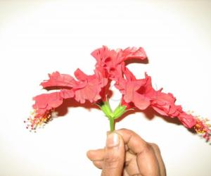 Natural rangoli in hibiscus