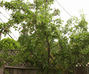 Rangoli: Plums