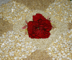 Rangoli: Pongal - rangoli with grains and pulses