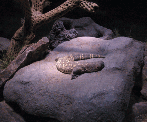 Rangoli: Gila monster