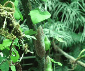 Pitcher plant