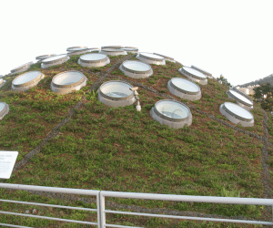 Rangoli: Living roof (of CAS)