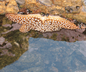 Rangoli: Star fish