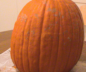 Pumpkin for  carving