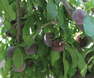 Rangoli: Plums