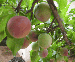 Rangoli: Plums