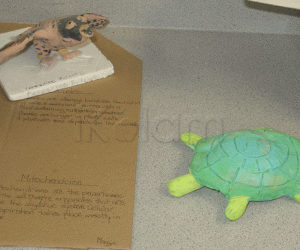 Rangoli: Turtle for a school project