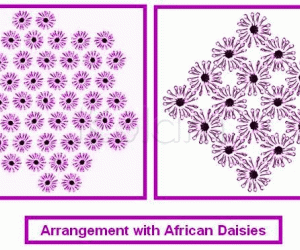 Rangoli: African Daisies 