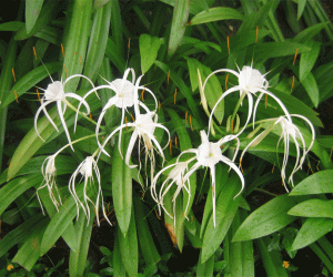 Spider Lily in white