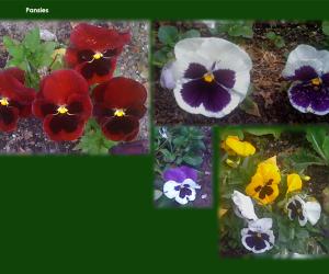 Pansies