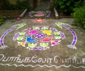 Rangoli: Pongal 2011