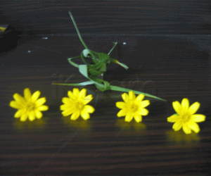 Rangoli: Yellow flowers and grasshopper