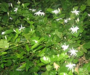 Rangoli: Jasmine Flower from our yard