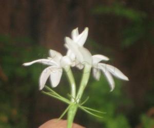 Jasmine Flower from our yard