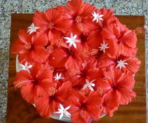 Hibiscus Kolam