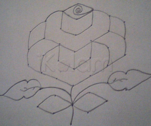 Rose flower