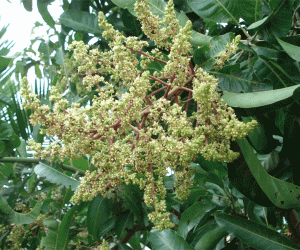 Mango flowers