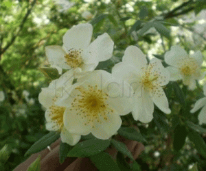 5 petal roses