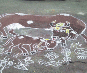 Rangoli: Maattu Pongal