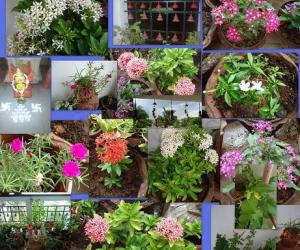 Balcony Garden