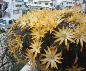 My cactus flowers