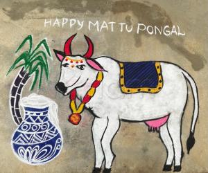 MATTU PONGAL RANGOLI 