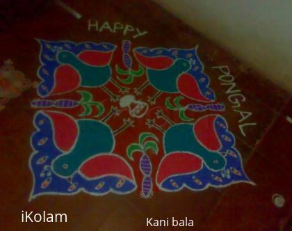 Rangoli: Peacock rangoli for pongal