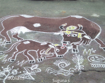 Rangoli: Maattu Pongal