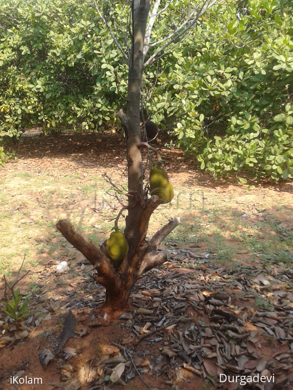 Jackfruits - 