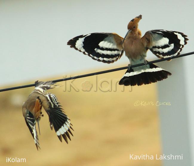 Eurasian Hoopoes - 