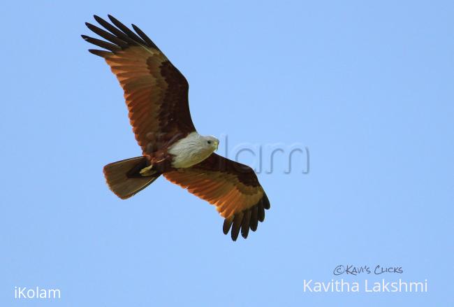 Brahminy Kite - 