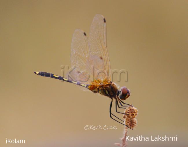 Long-legged marsh glider - 