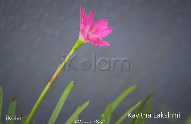 Pink rain lily - 