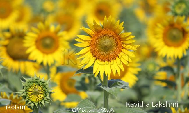 Sunflowers - 