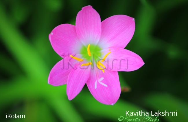 Pink rain lily - 