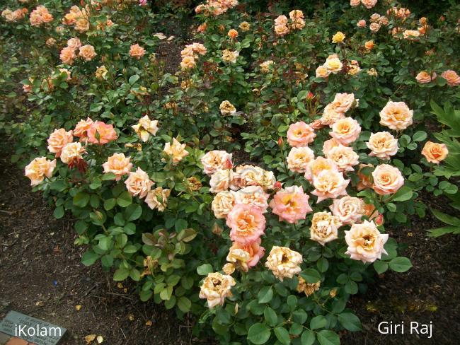 Roses  - Rose garden in chicago