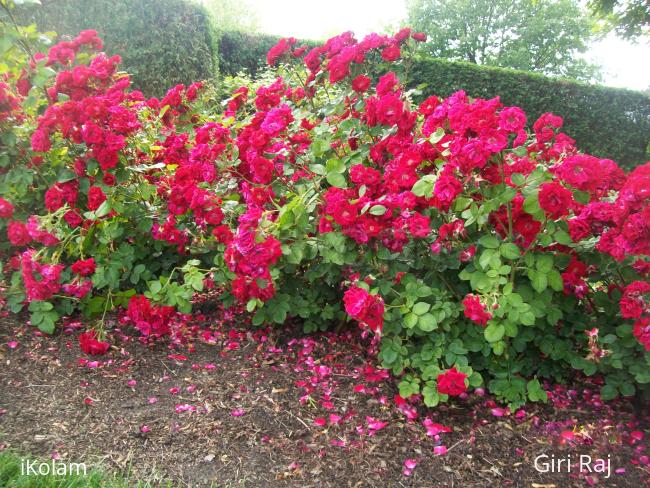 Roses  - Rose garden in chicago