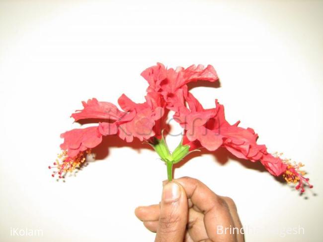 Rangoli: Natural rangoli in hibiscus