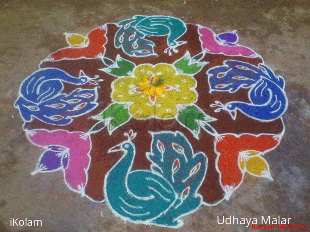 Rangoli: Blue birds - Peahens