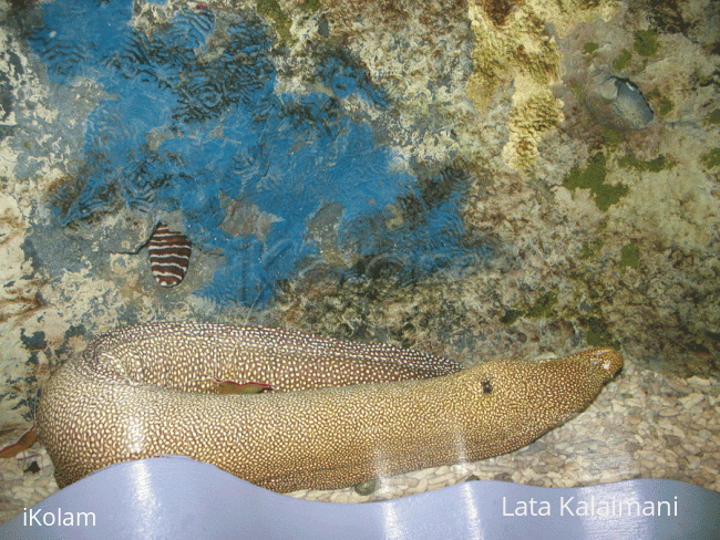 Rangoli: Eel