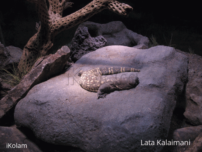 Rangoli: Gila monster