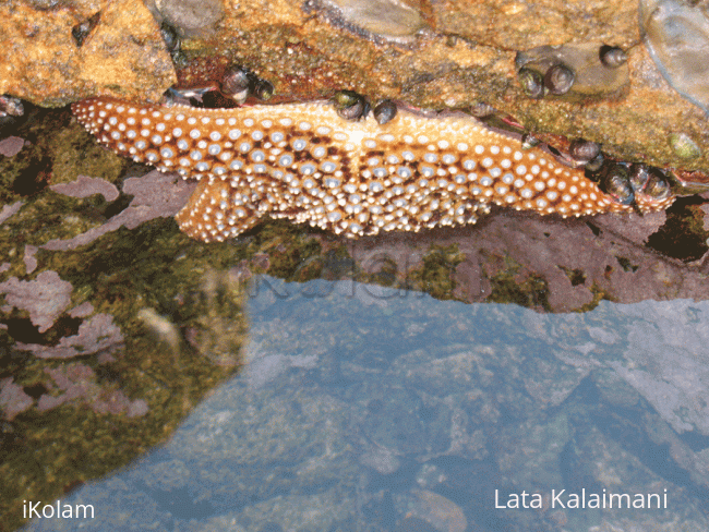 Rangoli: Star fish